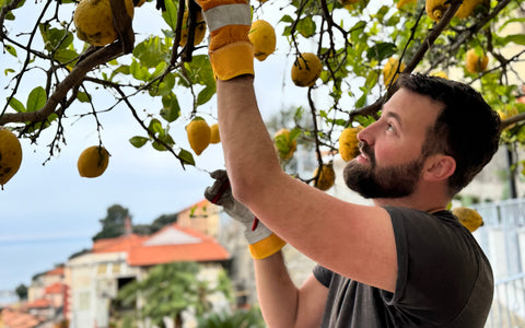 Nouvelle production 2025 – du citron à la magie en bouteille 🍋✨