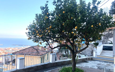 Der Familien-Zitronenbaum: Ein Erbe voller Aromen und Tradition