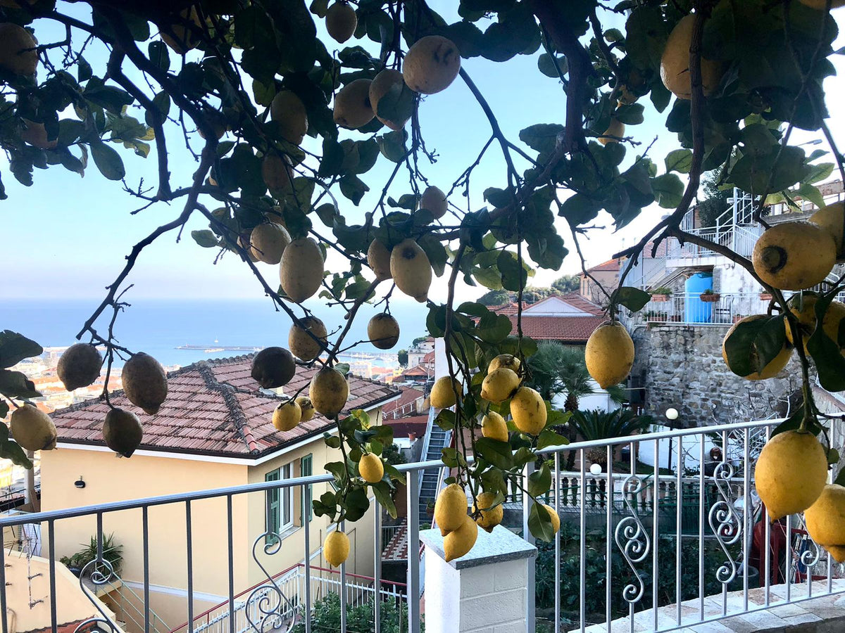 Zitronen vom Familien-Zitronenbaum in Sanremo